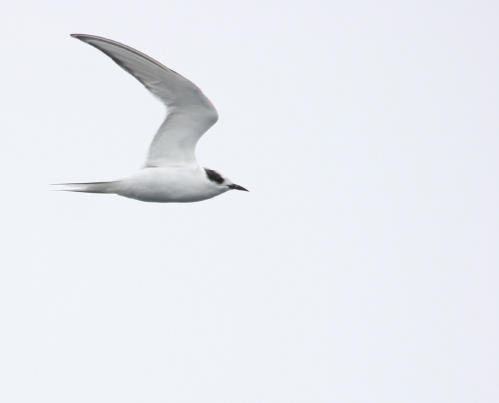 Arctic Tern